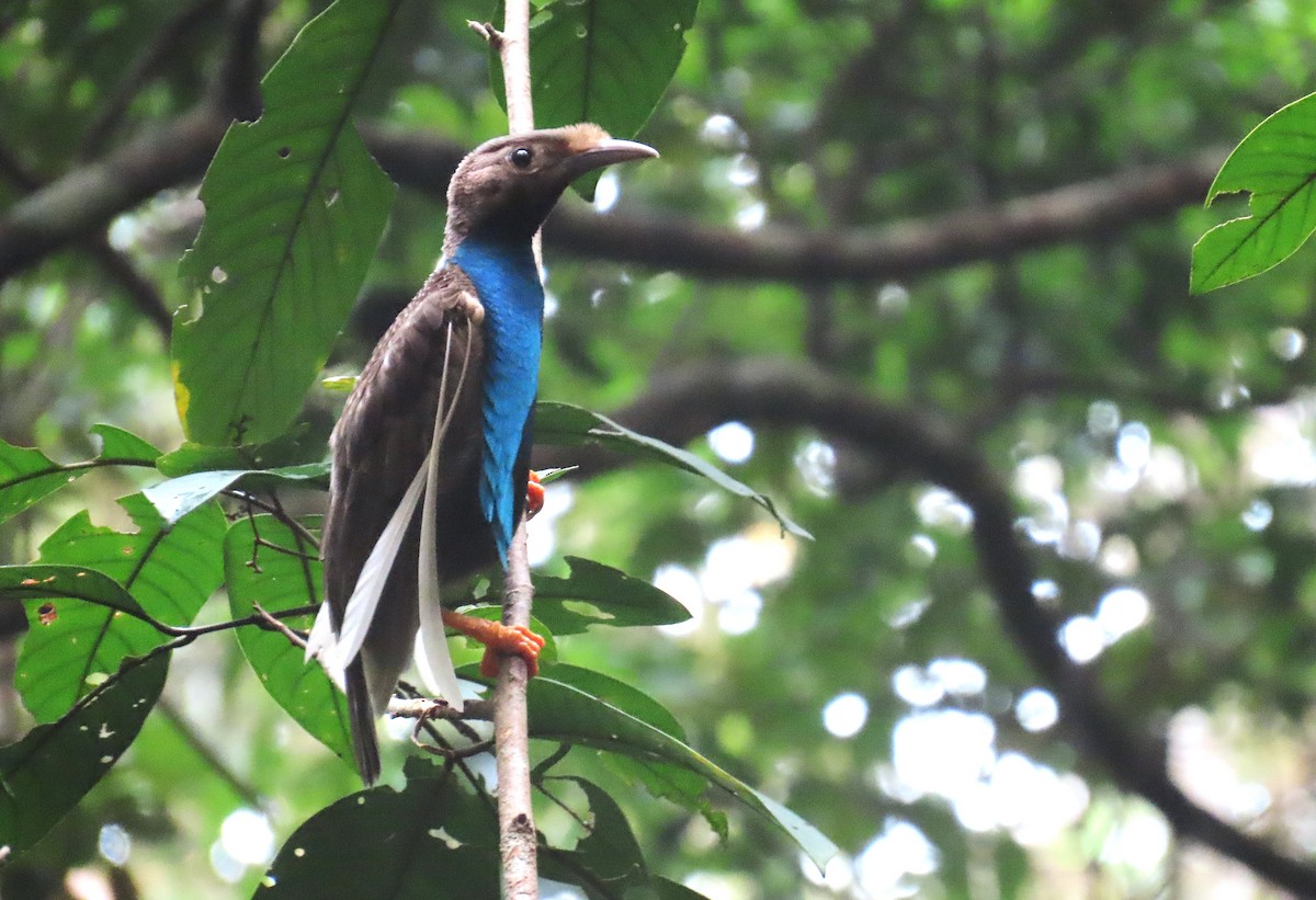 Standardwing Bird-of-Paradise - ML635352615