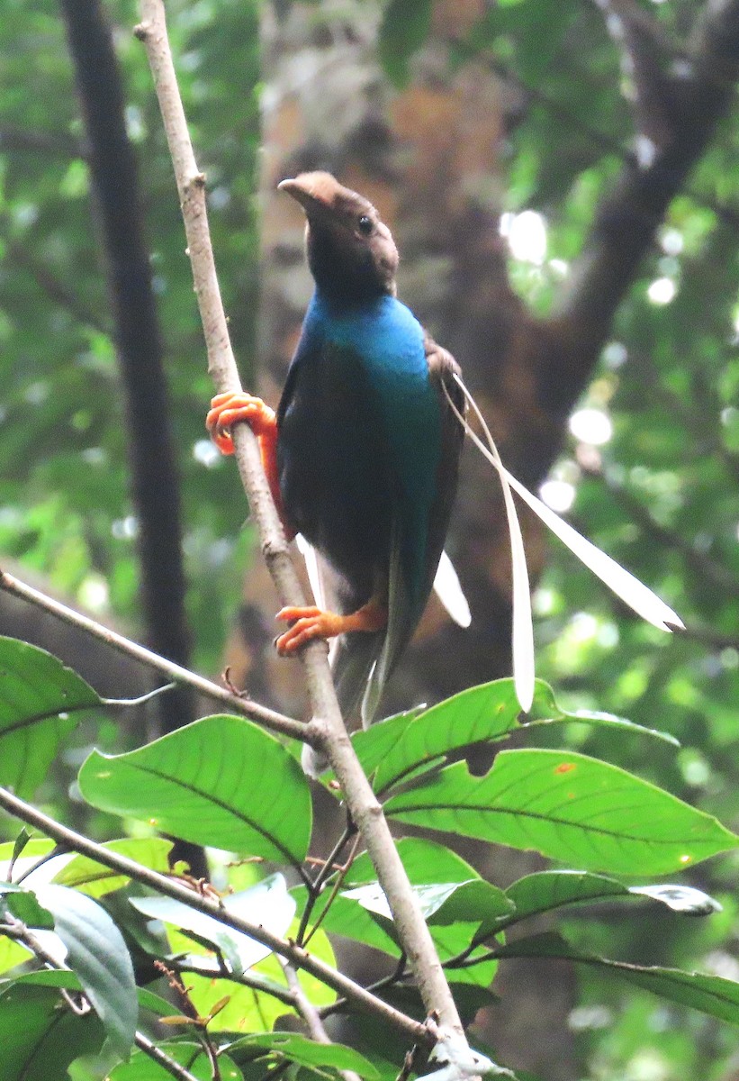 Standardwing Bird-of-Paradise - ML635352617