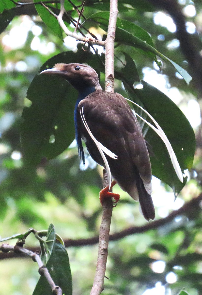 Standardwing Bird-of-Paradise - ML635352618