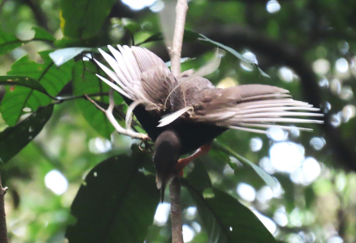 Standardwing Bird-of-Paradise - ML635352619