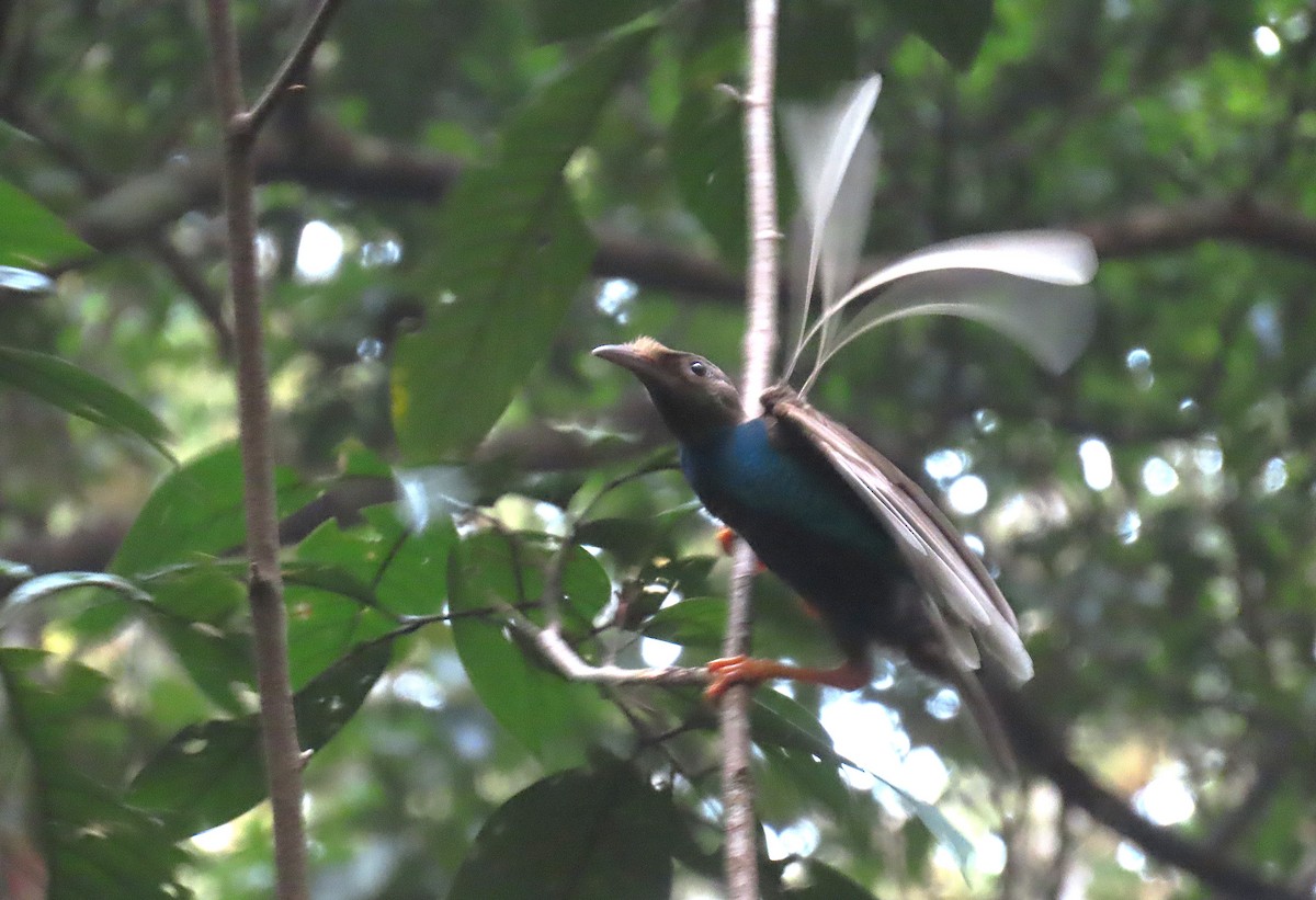 Standardwing Bird-of-Paradise - ML635352620