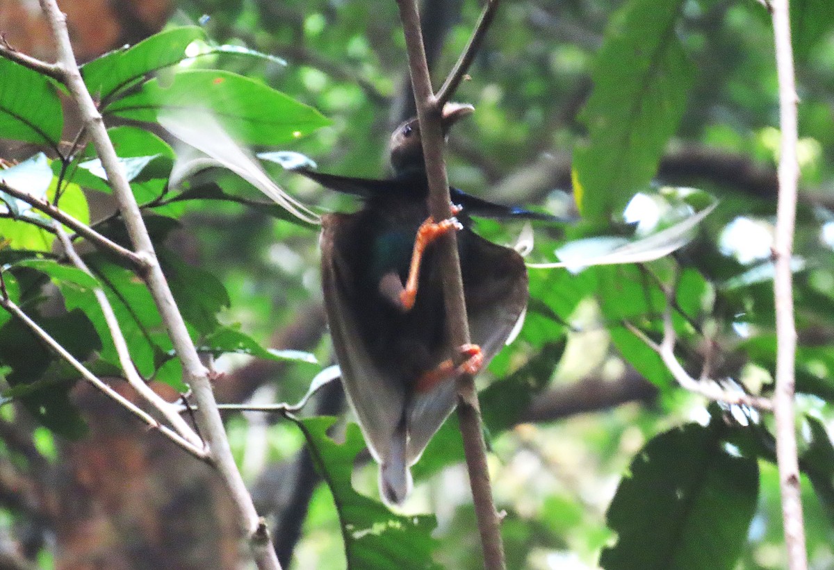 Standardwing Bird-of-Paradise - ML635352621