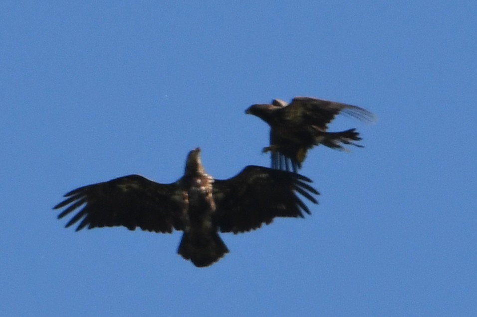 Bald Eagle - ML635352623