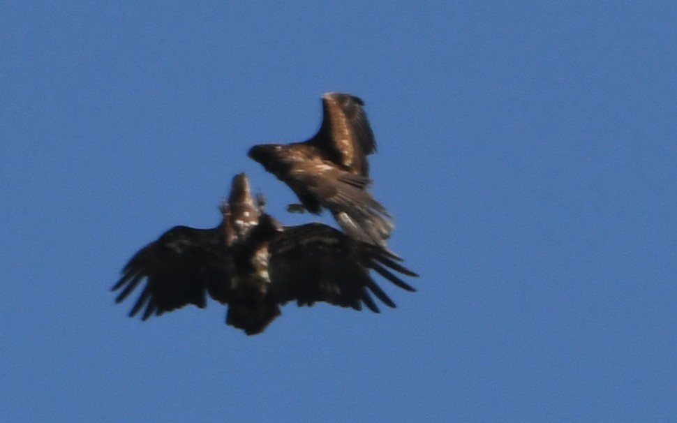 Bald Eagle - ML635352624