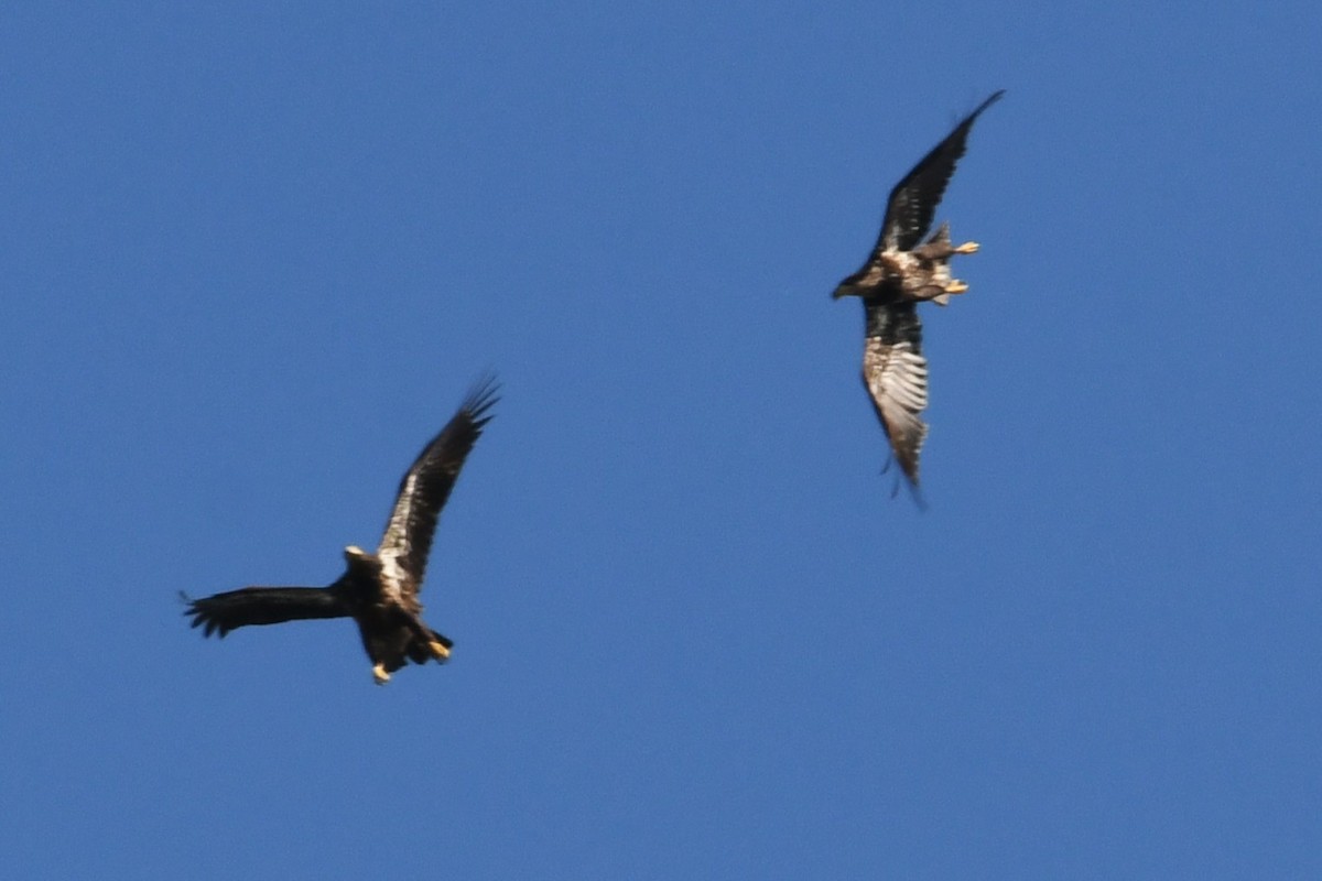 Bald Eagle - ML635352626