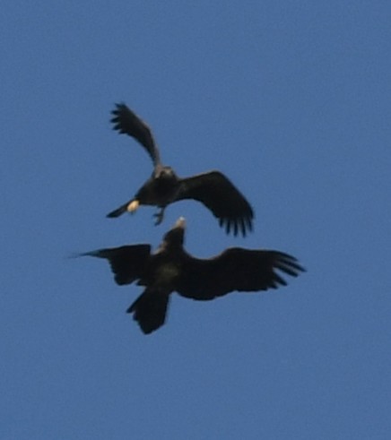 Bald Eagle - ML635352627