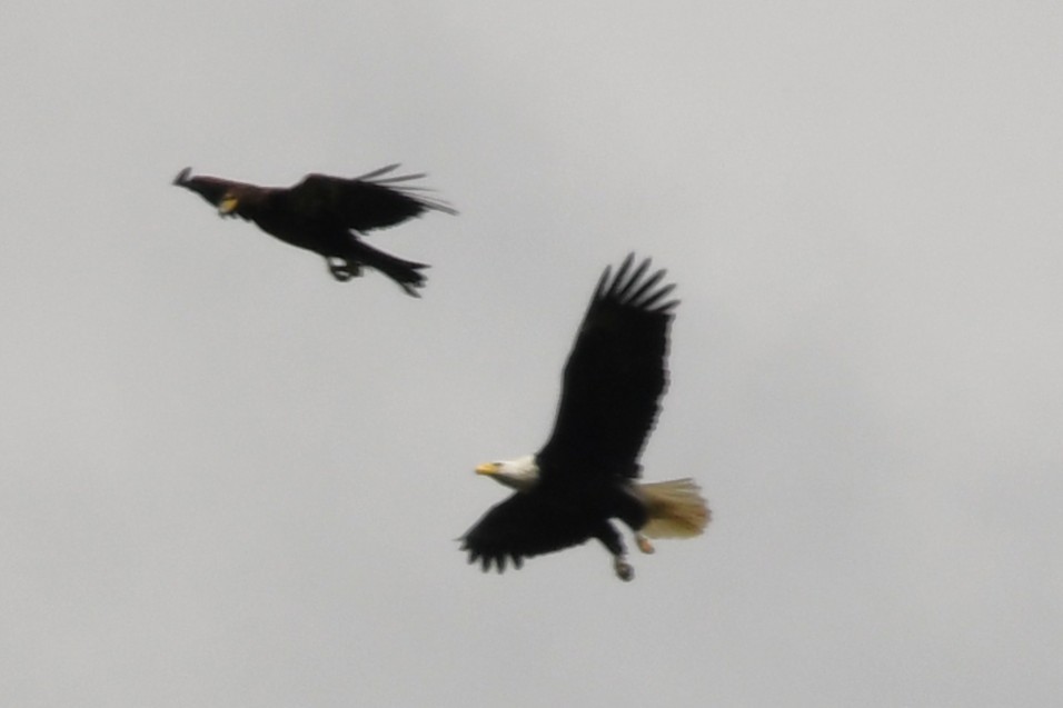 Bald Eagle - ML635352628