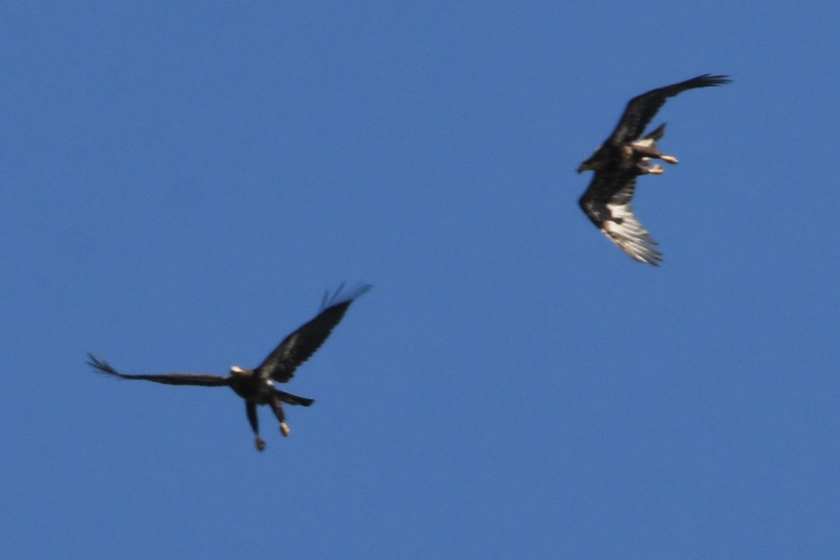 Bald Eagle - ML635352629