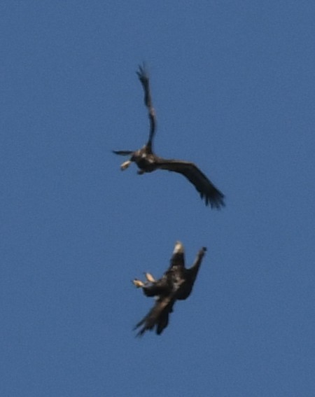 Bald Eagle - ML635352631