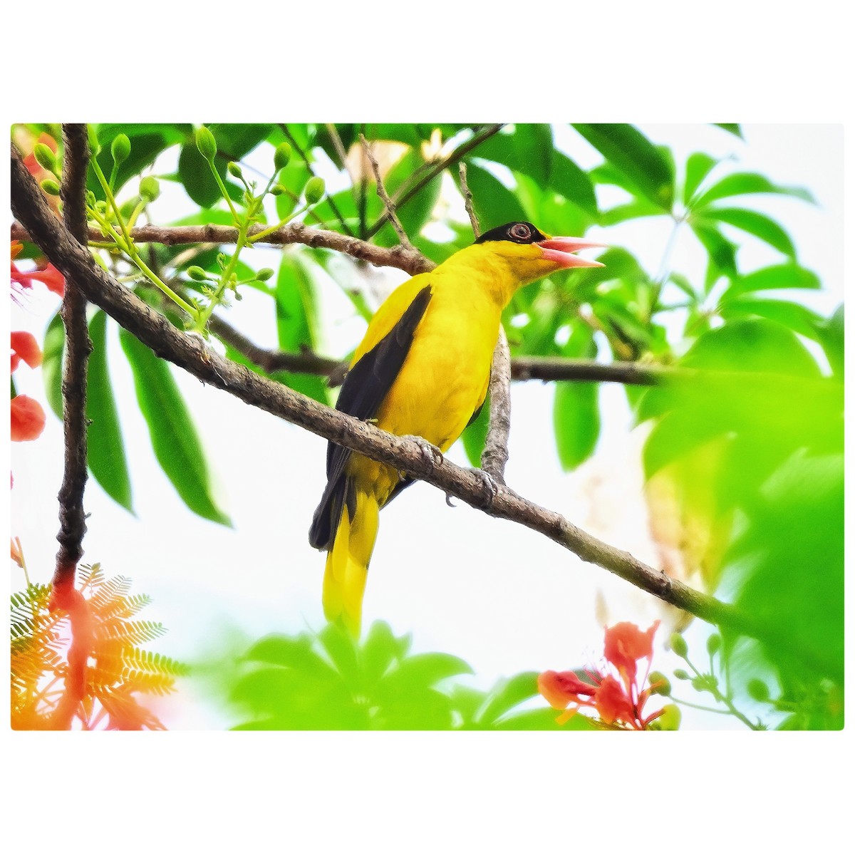 Black-naped Oriole - ML635352645