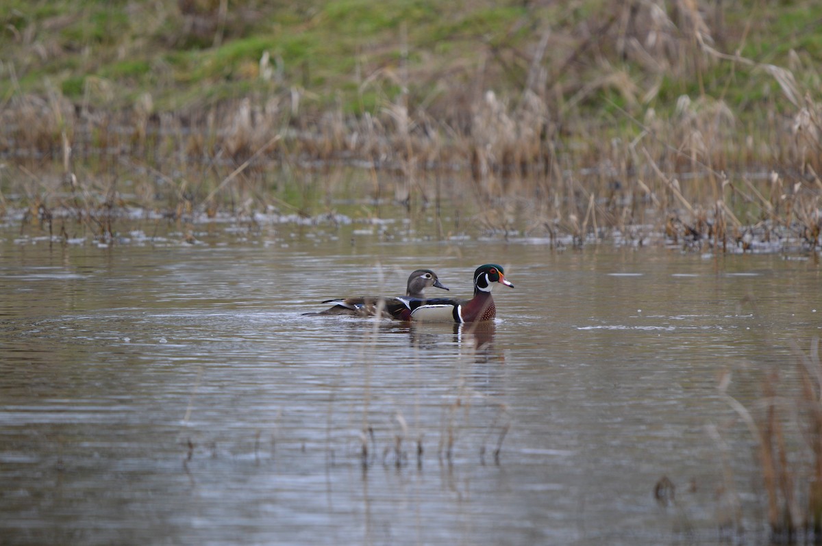 Wood Duck - ML635352688