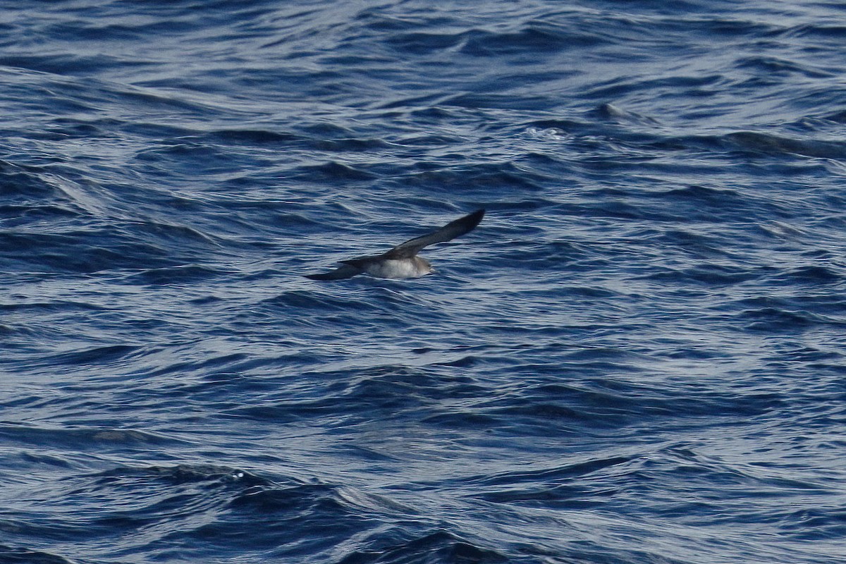 Pink-footed Shearwater - ML635352694