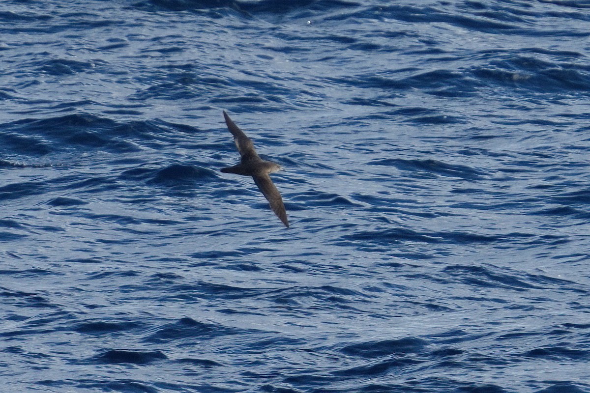 Pink-footed Shearwater - ML635352696