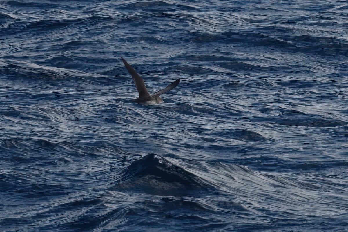 Pink-footed Shearwater - ML635352697