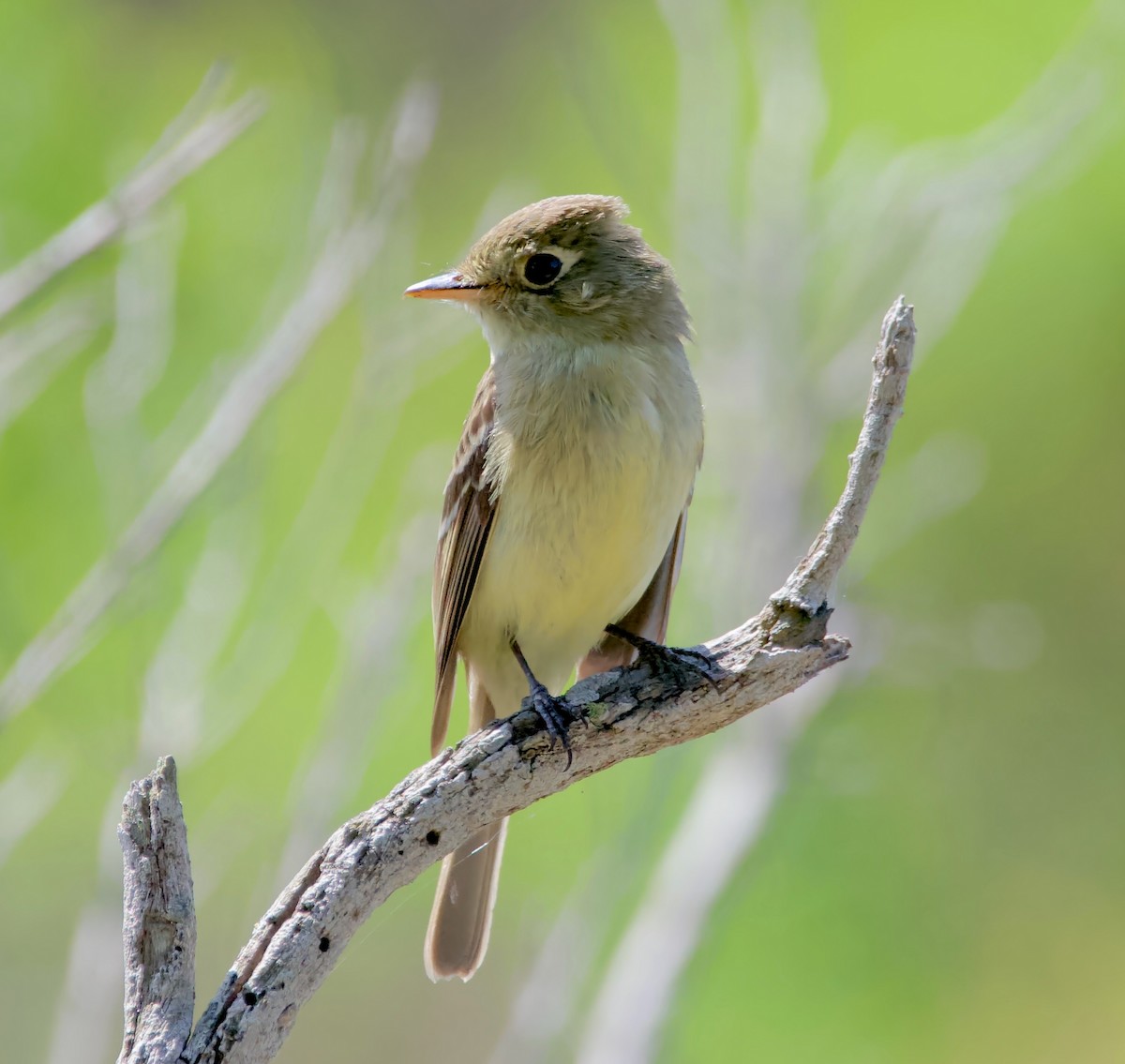 Western Flycatcher - ML635352707