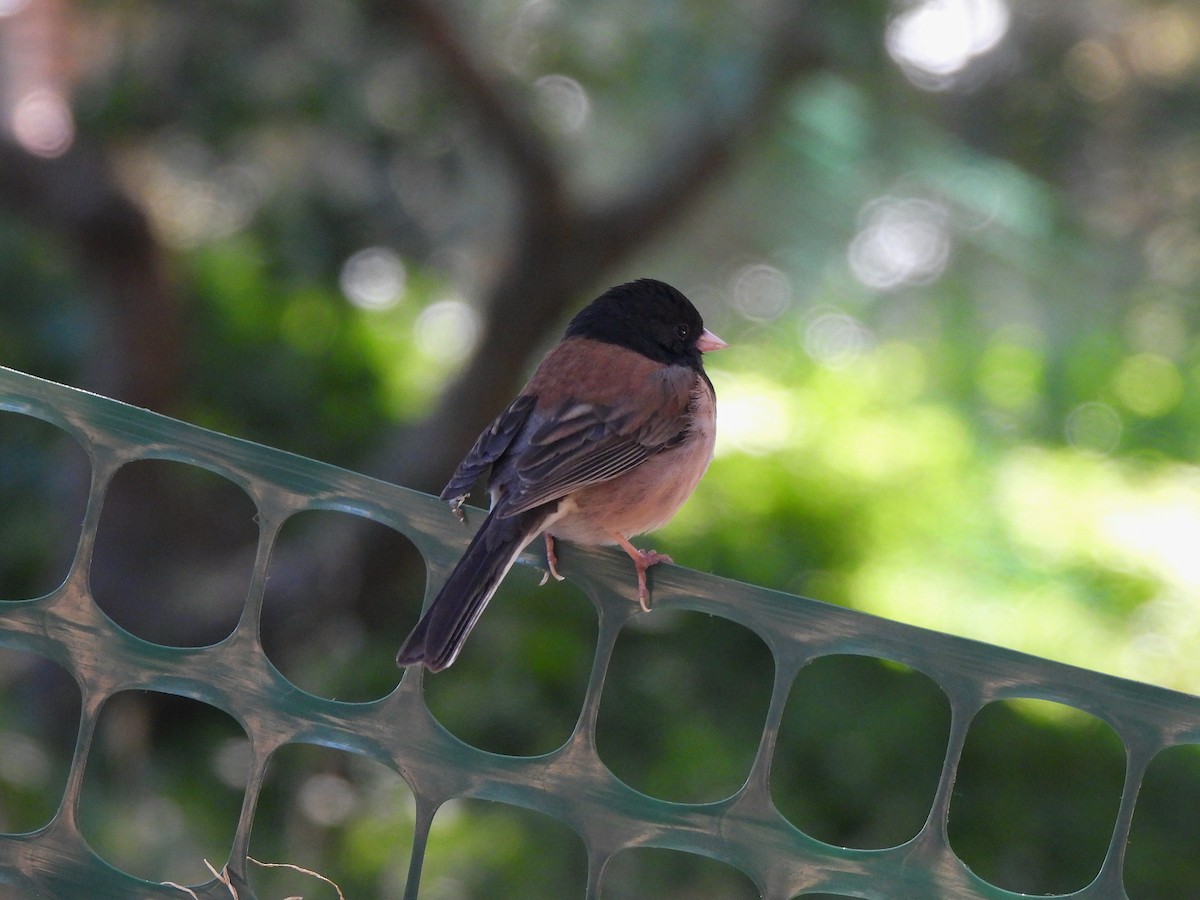 Junco ardoisé - ML635352728