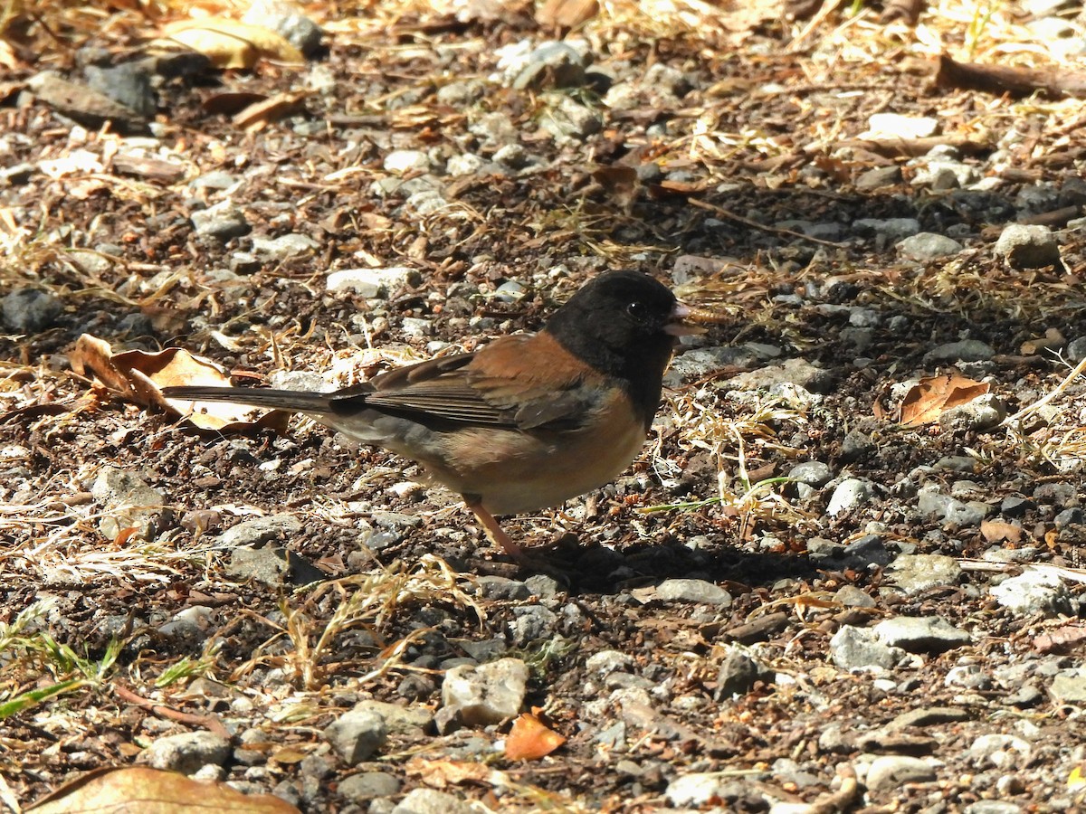 Junco ardoisé - ML635352729