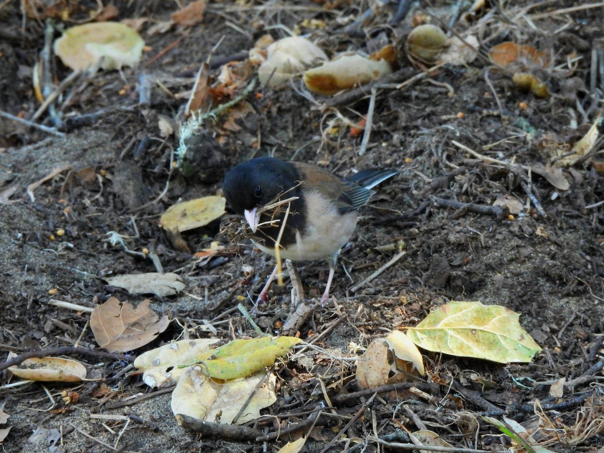 Junco ardoisé - ML635352730