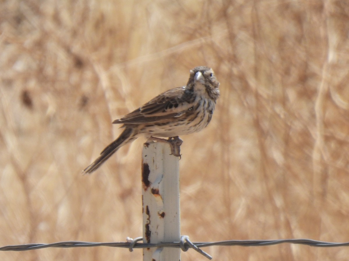 Lark Bunting - ML635352758