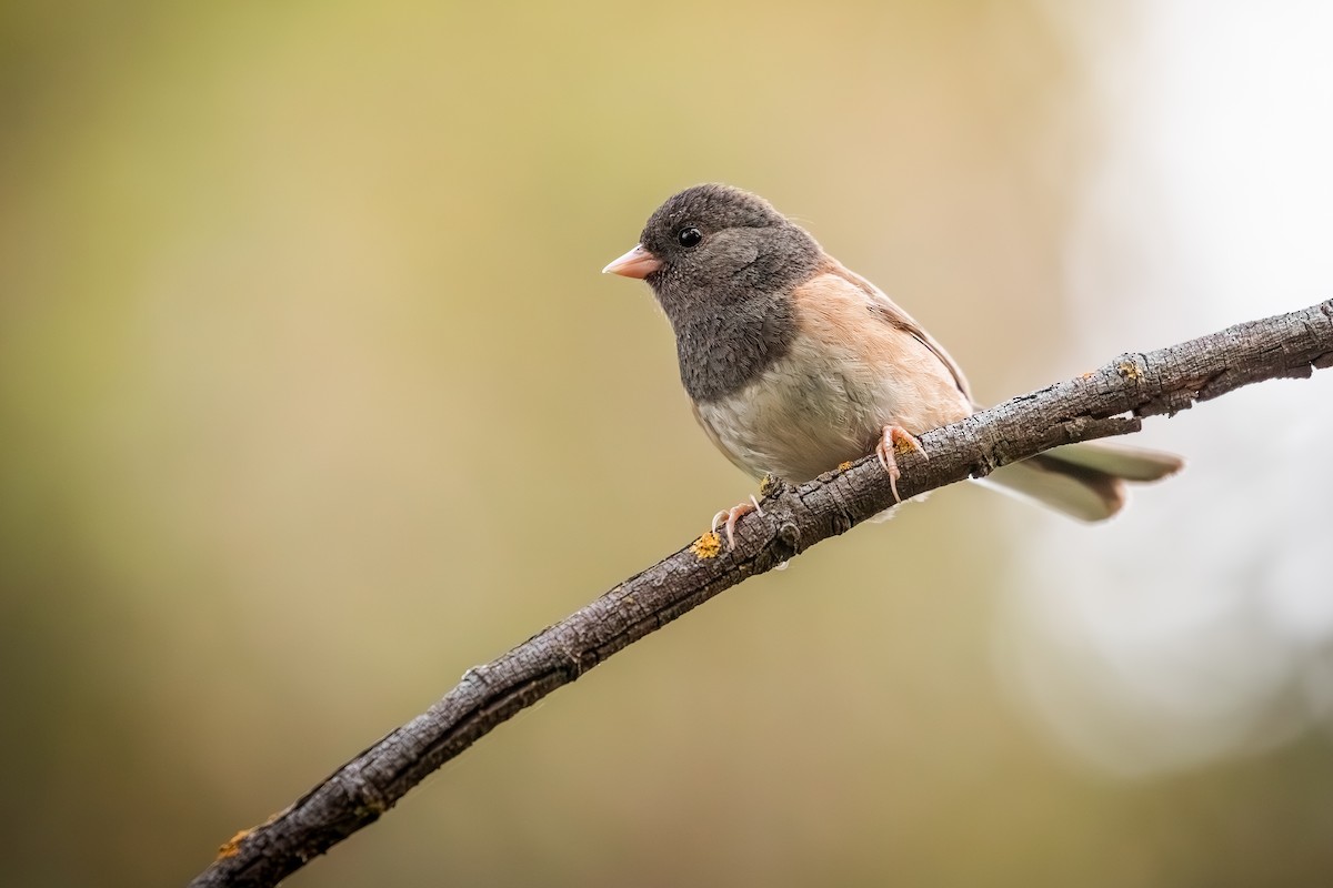 Junco ardoisé (groupe oreganus) - ML635352801