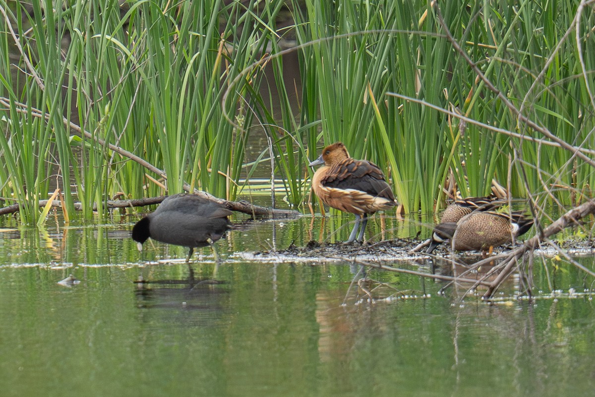 Fulvous Whistling-Duck - ML635352876