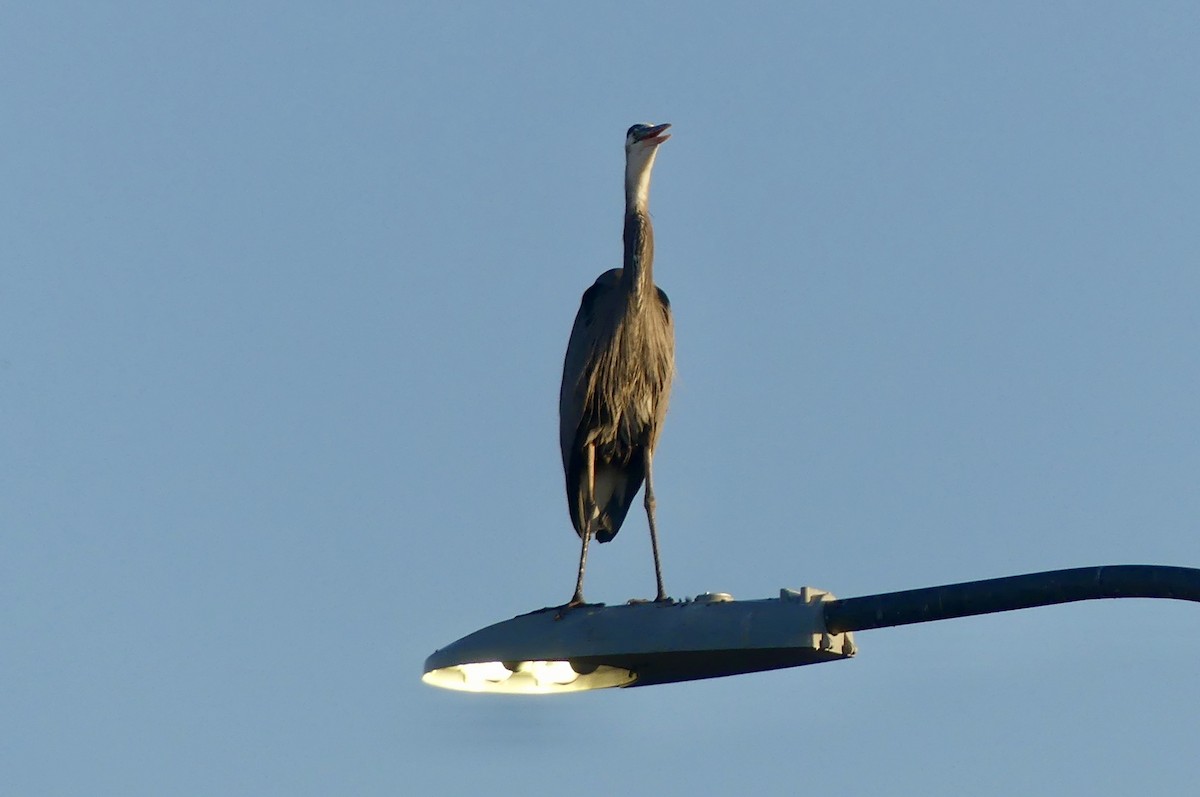 Great Blue Heron - ML635352893