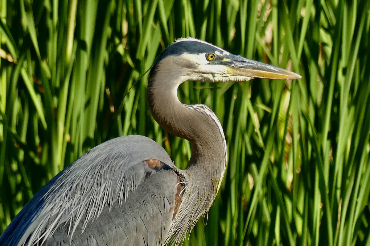 Great Blue Heron - ML635352894