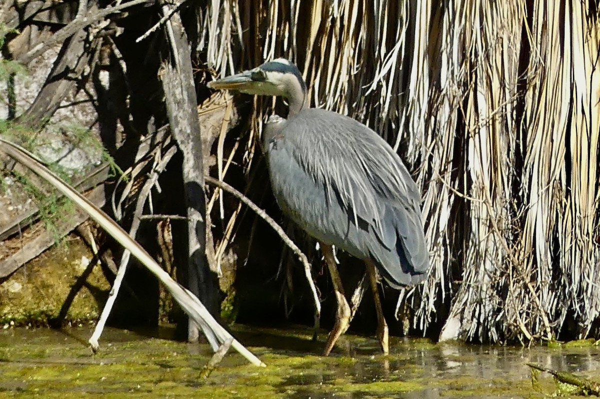 Great Blue Heron - ML635352895