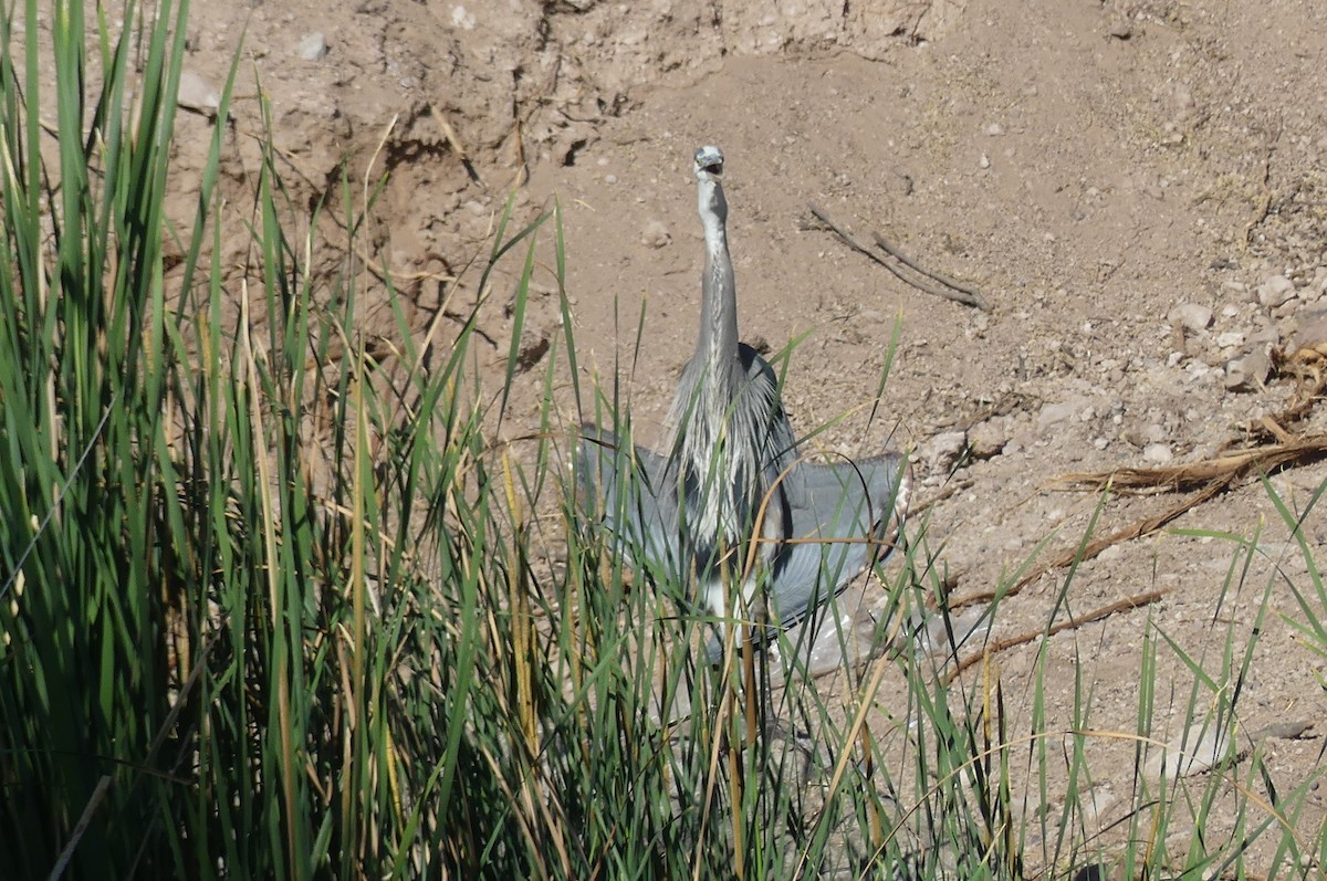 Great Blue Heron - ML635352896