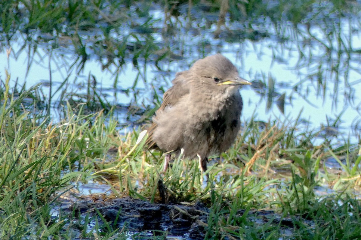 European Starling - ML635352906