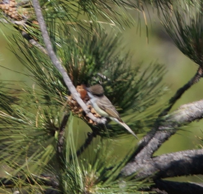 Dusky-capped Flycatcher - Samuel Murray