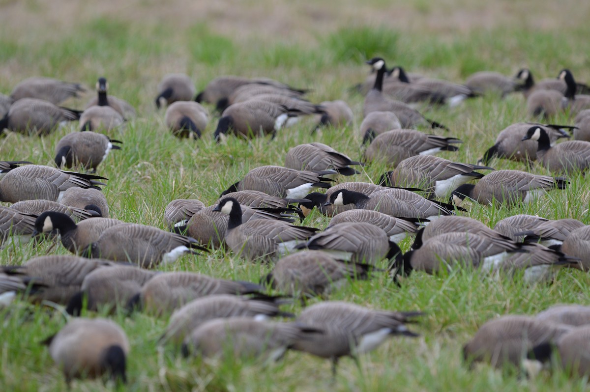 Branta kanadar txikia - ML635352914