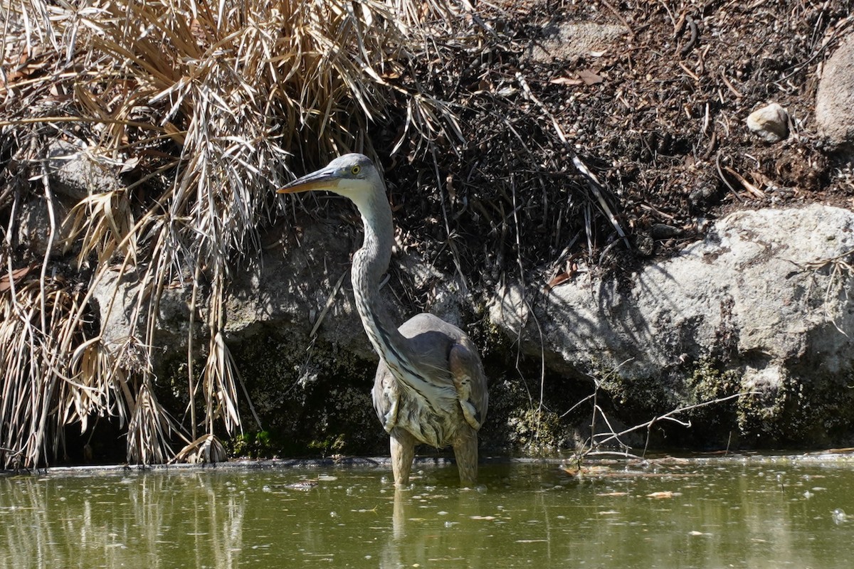 Great Blue Heron - ML635352955