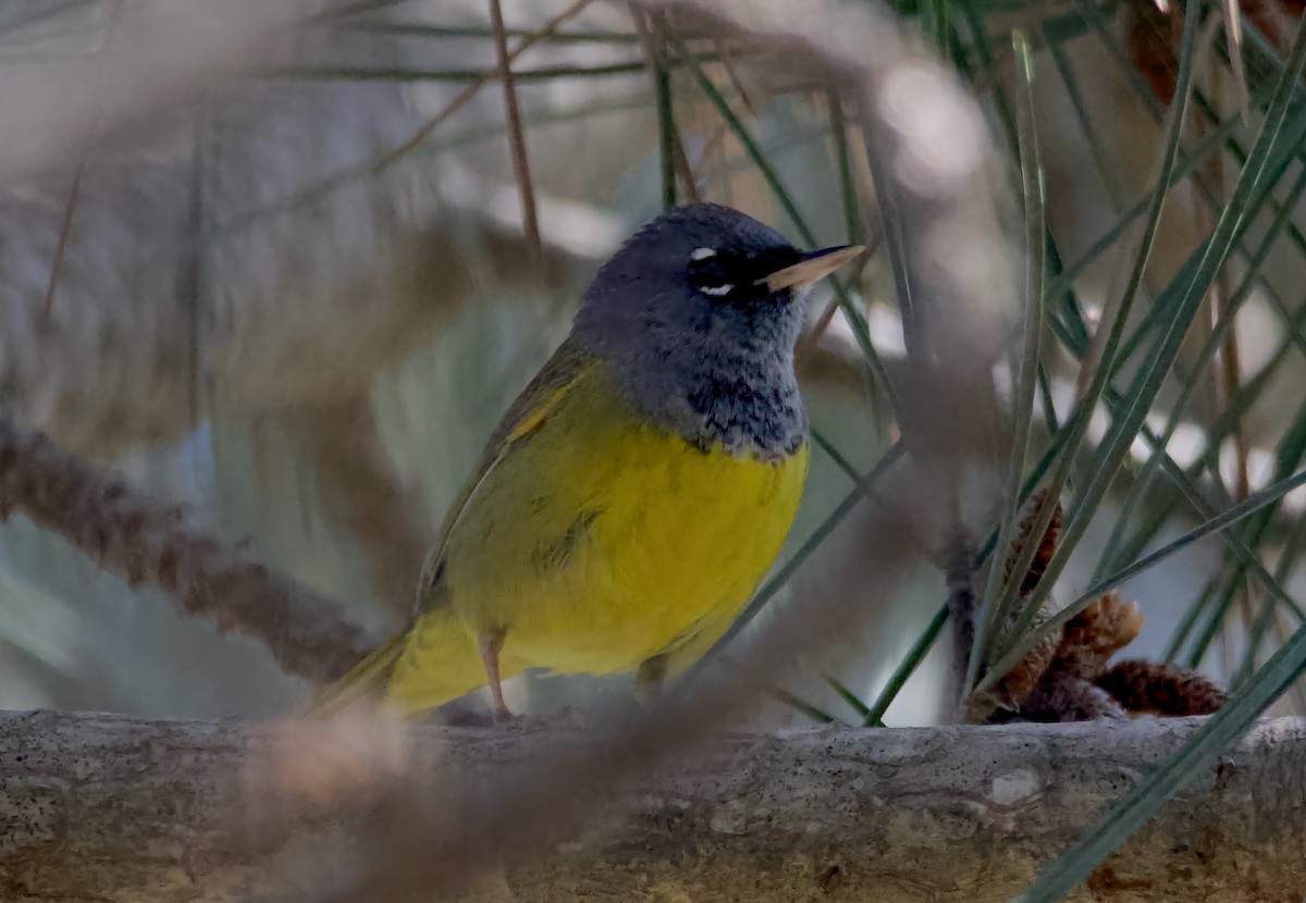 MacGillivray's Warbler - ML635352986