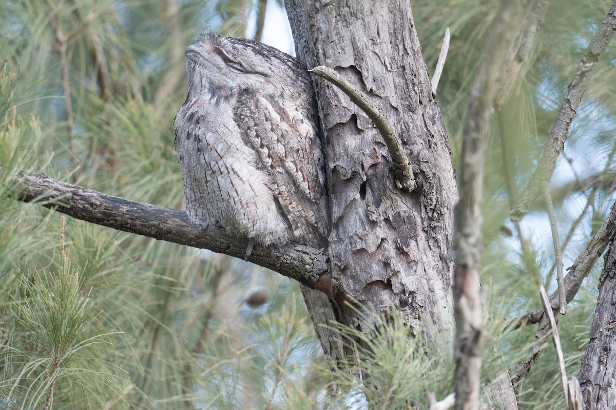 Tawny Frogmouth - ML635352988
