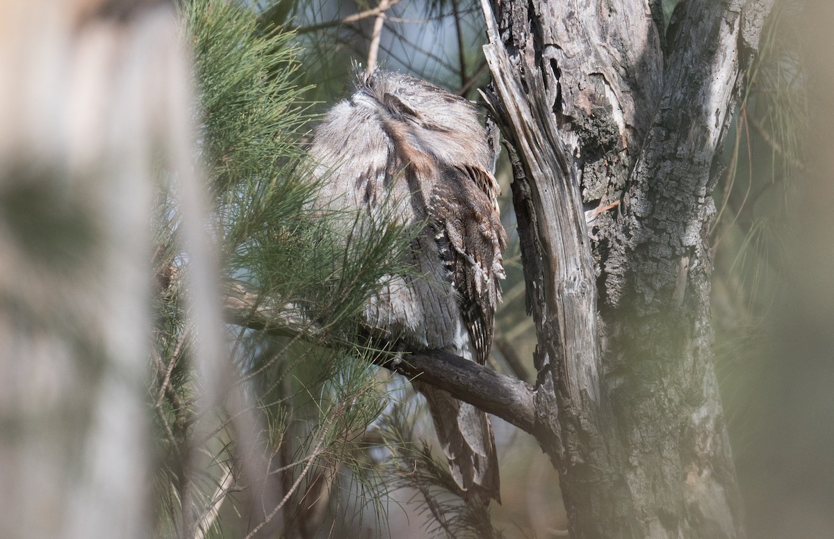 Tawny Frogmouth - ML635352994