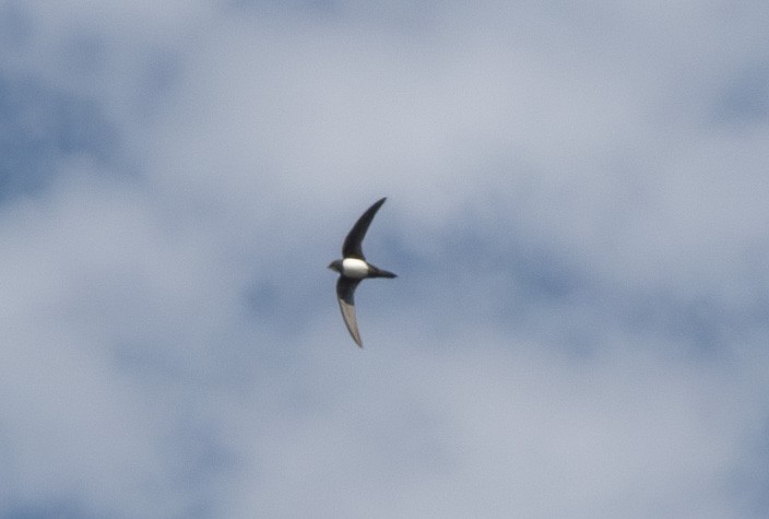 Alpine Swift - ML635352998