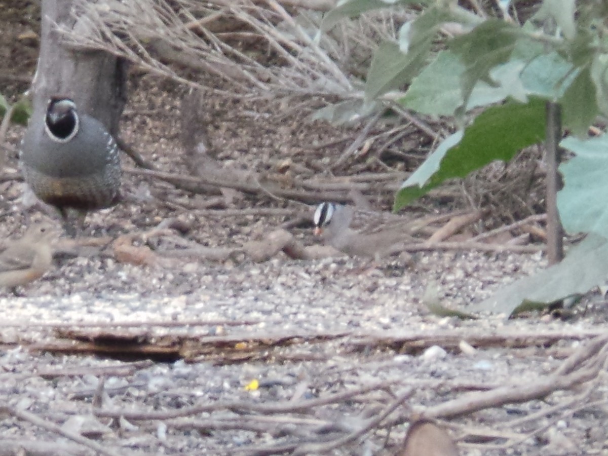 White-crowned Sparrow (Gambel's) - ML635353047