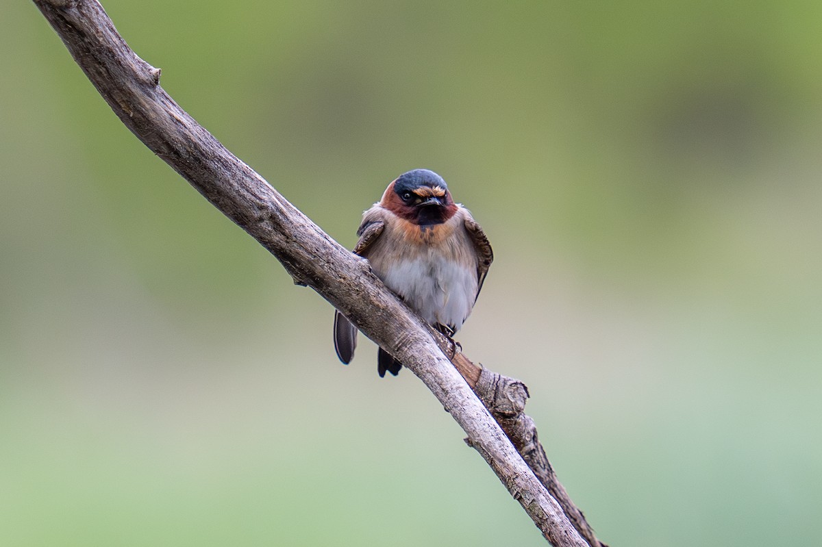 Cliff Swallow - ML635353050