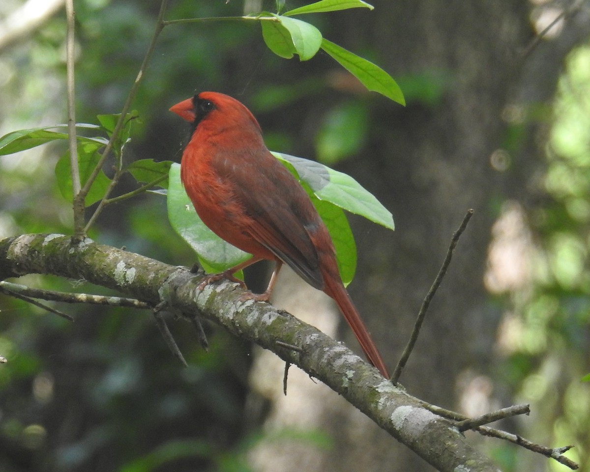 Northern Cardinal - ML635353099