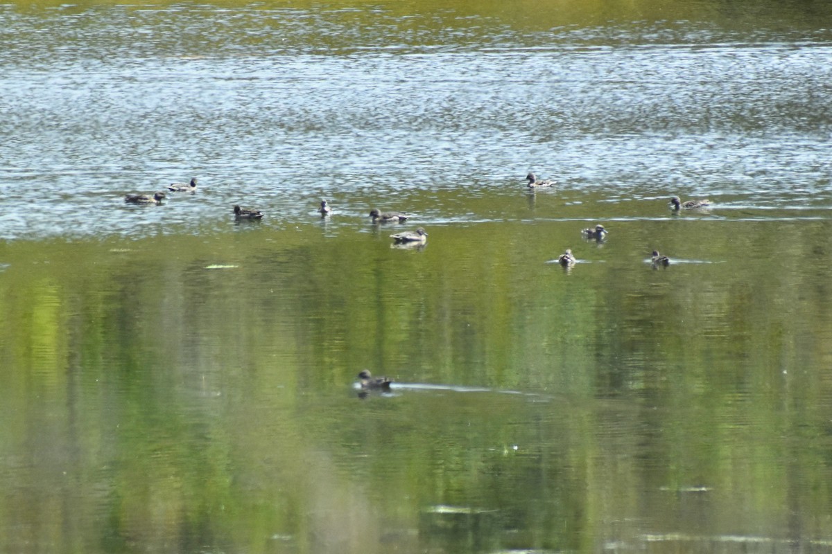 Andean Teal - ML635353108