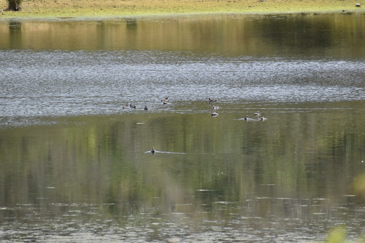 Andean Teal - ML635353116