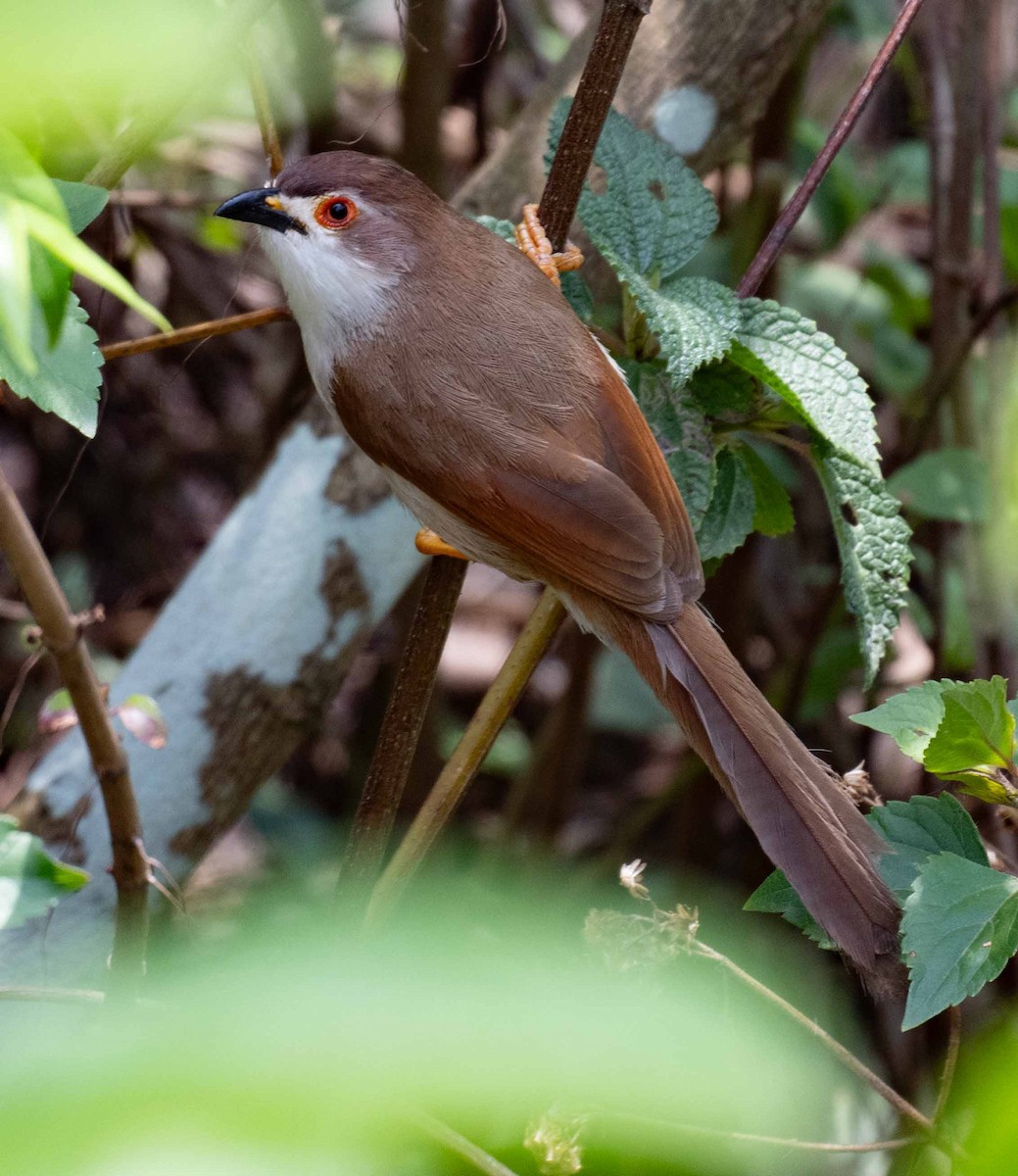 Yellow-eyed Babbler - ML635353145