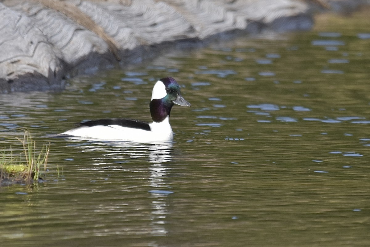 Bufflehead - ML635353173