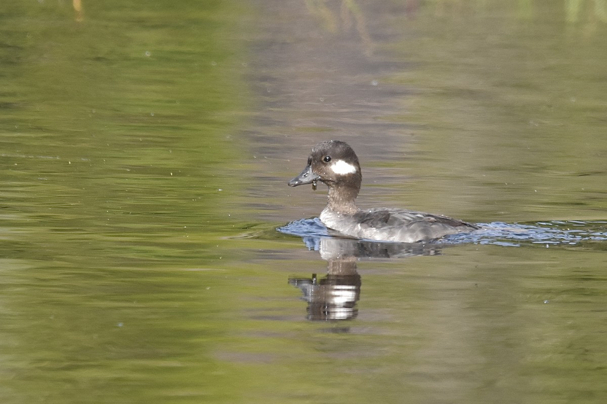 Bufflehead - ML635353174