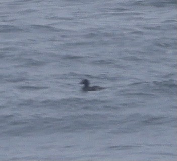 White-winged Scoter - ML635353184