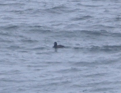 White-winged Scoter - ML635353186