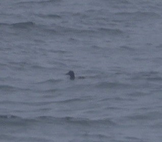 White-winged Scoter - ML635353191