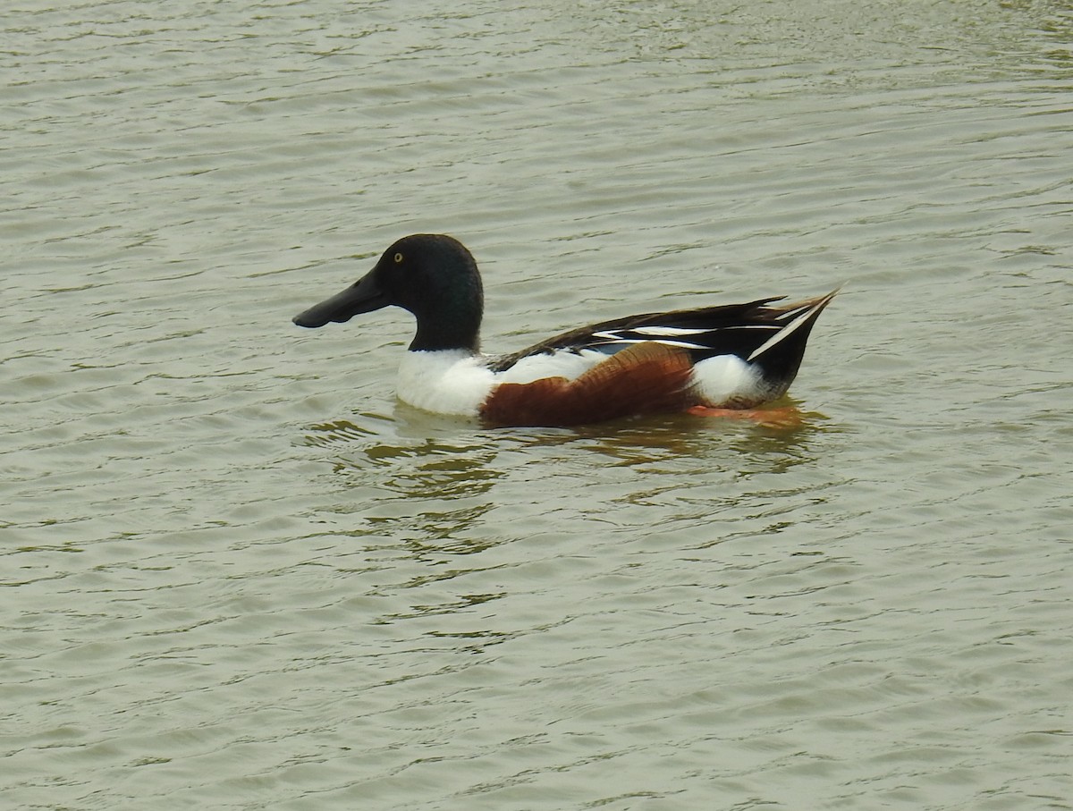 Northern Shoveler - ML635353208