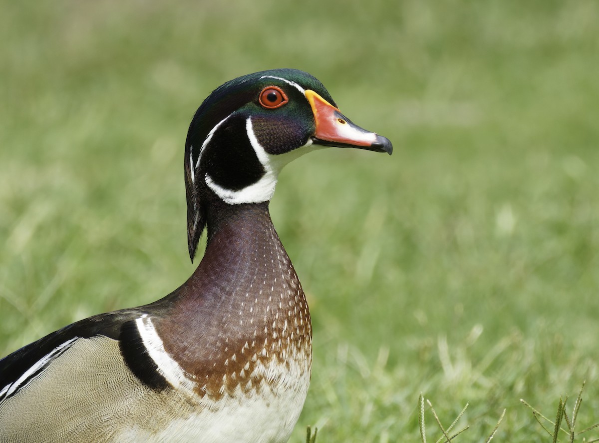 Wood Duck - ML635353226
